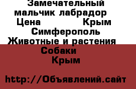 Замечательный мальчик лабрадор! › Цена ­ 10 000 - Крым, Симферополь Животные и растения » Собаки   . Крым